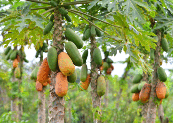 সঁচাকৈয়ে অমিতা খালেই ইউৰিক এচিড কমি যায়! কিমান উপকাৰী এই ফল?