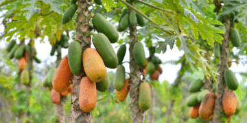 সঁচাকৈয়ে অমিতা খালেই ইউৰিক এচিড কমি যায়! কিমান উপকাৰী এই ফল?