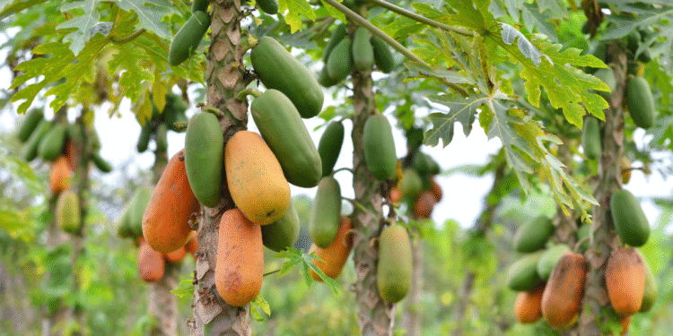 সঁচাকৈয়ে অমিতা খালেই ইউৰিক এচিড কমি যায়! কিমান উপকাৰী এই ফল?
